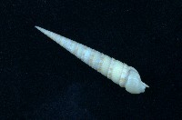 藏品(蒼白筍螺 )的圖片